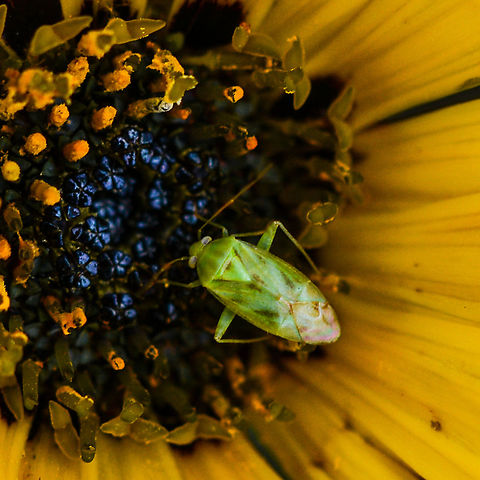 Green Mirid Adult green mirids are green to yellowish-green in colour and approximately 7-9 mm in length. They have an elongated body with clear wings folded flat on their back, sucking and piercing mouthparts and long, four-segmented antennae. Australia,Creontiades dilutus,Geotagged,Green mirid,Spring