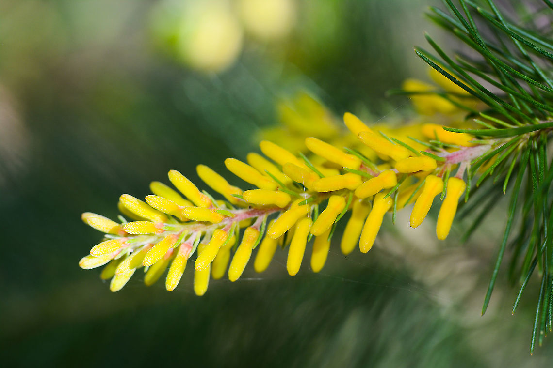 Pine-leaved geebung - Persoonia Pinifolia Beautiful flower  Australia,Geotagged,Personia Pinifolia,Pine-leaved geebung,Spring