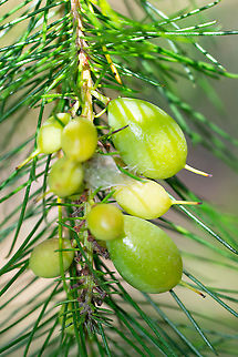 Persoonia Pinifolia - pine-needled geebung Round fleshy fruit  of the pine-needled geebung which are edible for birds and mammals Australia,Geotagged,Persoonia pinifolia,Pine-leaved geebung,Spring,persoonia pinifoilia,pine-needled geebung