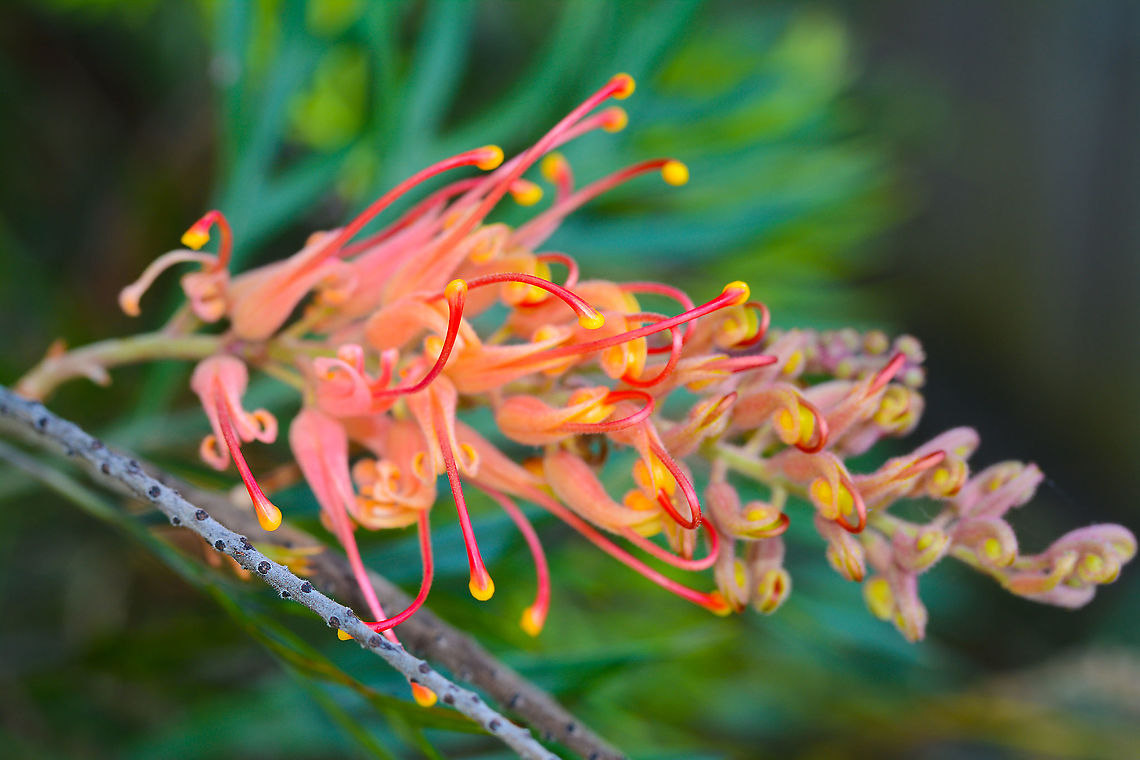 Grevillea Superb A great native bird favourite Australia,Geotagged,Grevillea Superb,Spring