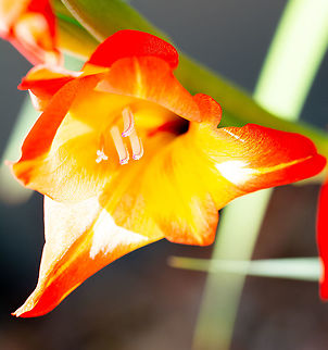 Freesia Colourful bulb, possibly weed status Australia,Freesia,Geotagged,summer