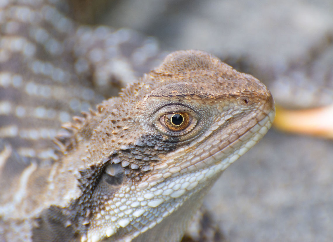 Australian Water Dragon The head of a 1 metre water dragon lounging by a pool at Bowen Mountain NSW Australia,Australian Water DragonIntellagama lesueurii,Australian water dragon,Bowen Mountain,Geotagged,Intellagama lesueurii,Summer