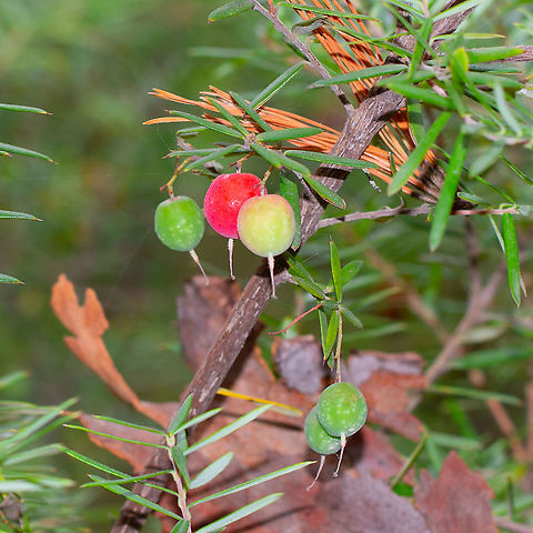 Pine leafed Geebung Took this photo on Christmas day. Like the Christmas colours Australia,Geotagged,Persoonia Pinifolia,Persoonia pinifolia,Pine-leaved geebung,Summer