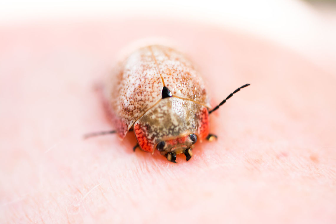 On My Hand Paropsis aegrota - a beetle Australia,Geotagged,Paropsis,Paropsis aegrota,Summer