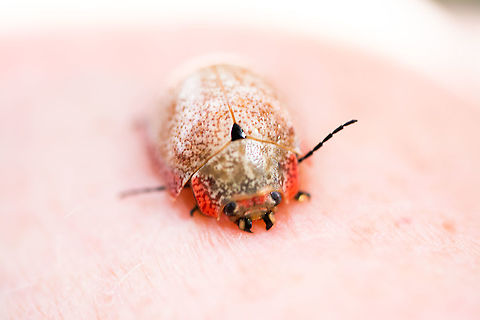 On My Hand Paropsis aegrota - a beetle Australia,Geotagged,Paropsis,Paropsis aegrota,Summer
