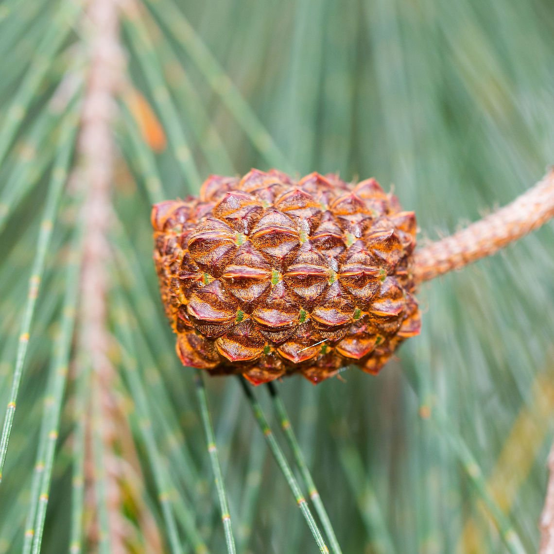 Allocasuarina verticillata Drooping she oak nut Allocasuarina verticillata,Australia,Drooping sheoak,Geotagged,NSW Australia,Summer