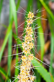 Spiky character - Spiny Head Mat Rush Lomandra longifolia Australia,Geotagged,Lomandra longifolia,Spiny-head Mat-Rush,Summer