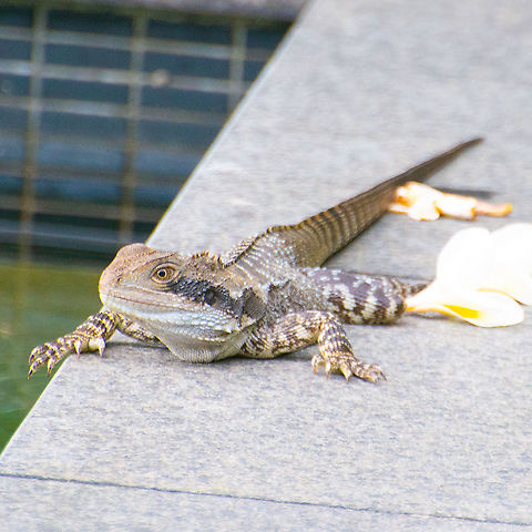 Lounging By The Pool Placid Water Dragon Australia,Australian water dragon,Geotagged,Intellagama lesueurii,NSW,Summer