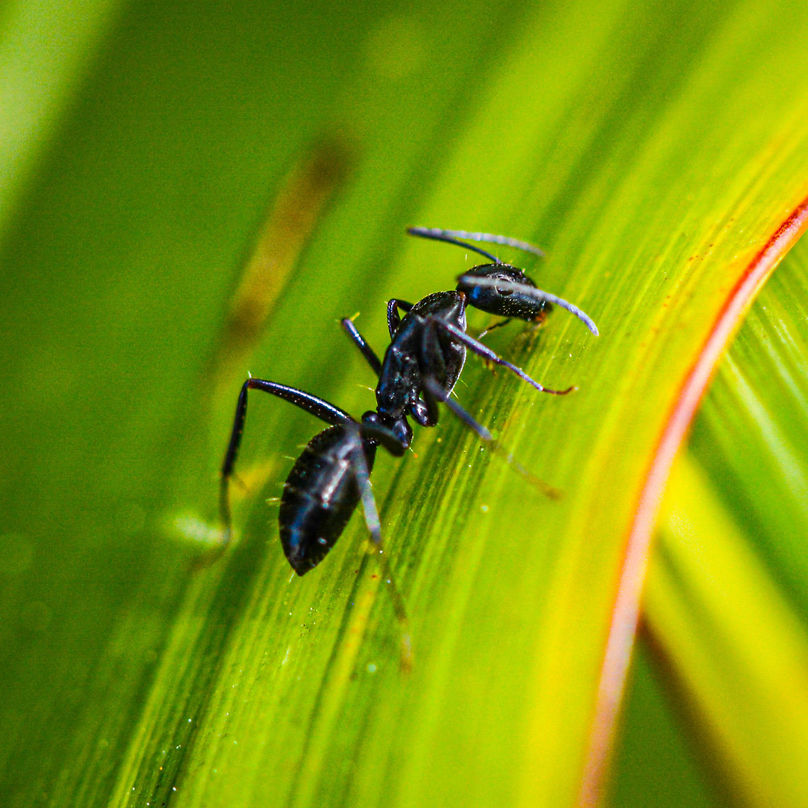 White Footed Ant Is this a white footed ant Australia,Geotagged,Spring,Technomyrmex albipes,White Footed Ant