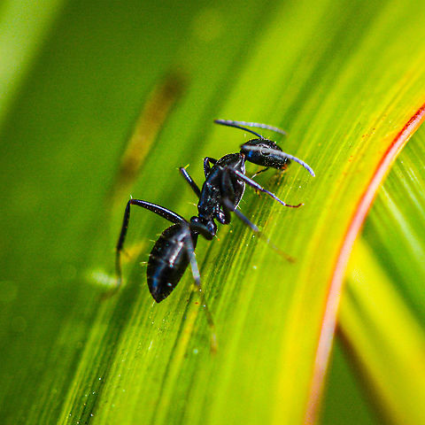 White Footed Ant Is this a white footed ant Australia,Geotagged,Spring,Technomyrmex albipes,White Footed Ant