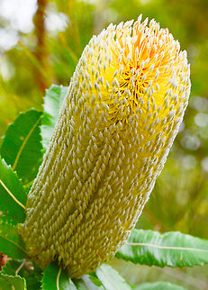 Wallum Banksia Beautiful yellow candle like banksia Australia,Banksia aemula,Bowen Mountain,Geotagged,Summer,Wallum Banksia,Wallum banksia