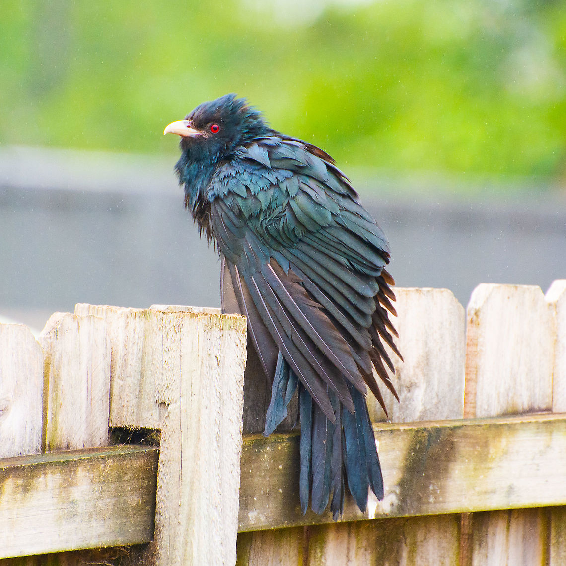 A Bad Hair Day - Male Koel This cheeky fellow making a dash for it with a belly full of strawberries. Australia,Eudynamys orientalis,Eudynamys orientalis.Eastyern Koel,Geotagged,Pacific koel,Summer