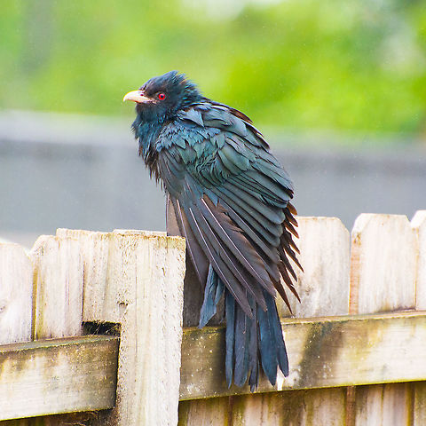 A Bad Hair Day - Male Koel This cheeky fellow making a dash for it with a belly full of strawberries. Australia,Eudynamys orientalis,Eudynamys orientalis.Eastyern Koel,Geotagged,Pacific koel,Summer