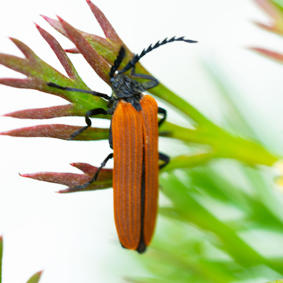 Long-nosed Lycid Beetle Not as clear as I would like but nevertheless it is interesting Australia,Geotagged,Hazelbrook NSW,Long-nosed Lycid Beetle,Porrostoma rhipidium,Spring