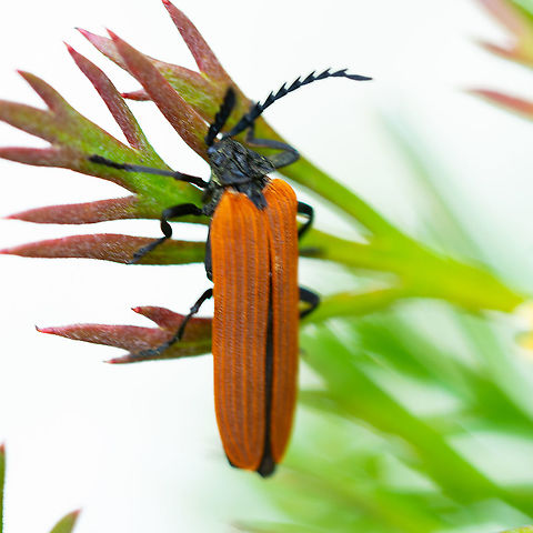 Long-nosed Lycid Beetle Not as clear as I would like but nevertheless it is interesting Australia,Geotagged,Hazelbrook NSW,Long-nosed Lycid Beetle,Porrostoma rhipidium,Spring