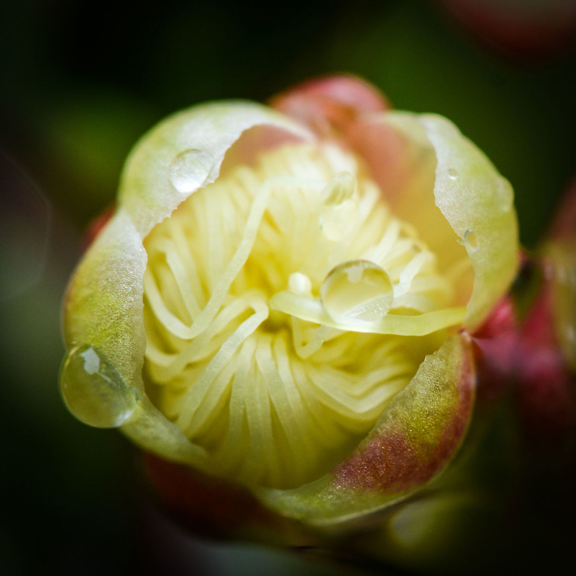 Lilly Pilly Need advice here. I know its a lilly pilly but which one? Australia,Geotagged,Summer,Syzygium smithii,Winter
