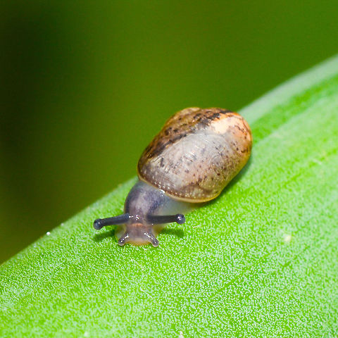 Tiny Snail Very tiny snail. Is it a juvenile Cornu aspersum Australia,Cornu aspersum,Garden Snail,Geotagged,Summer
