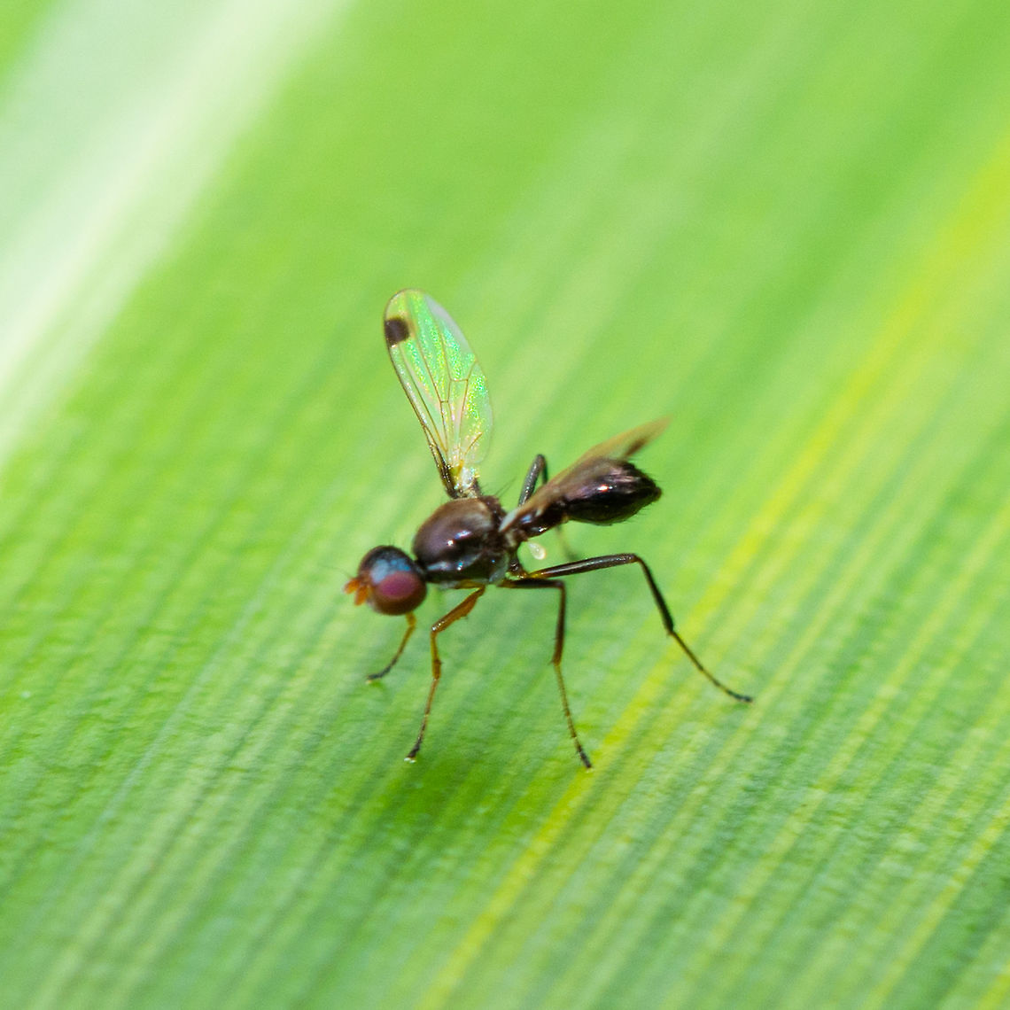 Parapalaeosepsis plebeia Very small. Constant fanning of spotted wing. Australia,Geotagged,Parapalaeosepsis plebeia,Summer,Winter