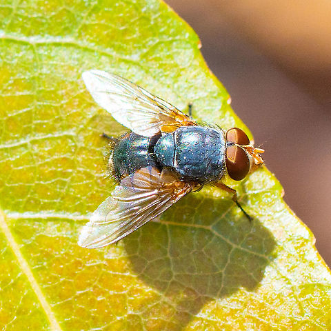 Calliphora vicina  Australia,Calliphora vicina,Geotagged,Summer