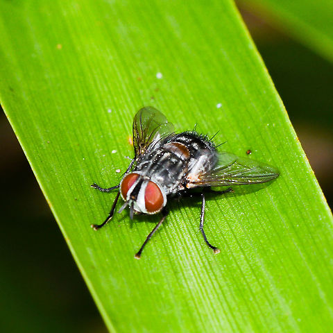 Australian Bush Fly or is  it a flesh fly Am i right Australia,Australian bush fly,Geotagged,Musca vetustissima,Summer,Winter