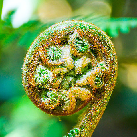 Fern_Frond Great potential on the entrance to the Megalong Valley Blue Mountains NSW Australia,Fern Frond,Geotagged,Megalong Valley,Spring