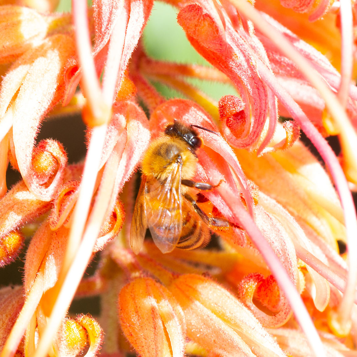 European Honey Bee Apis mellifera Loving life in the grevillea Apis mellifera,Australia,European Honey Bee,Geotagged,Spring,Western honey bee