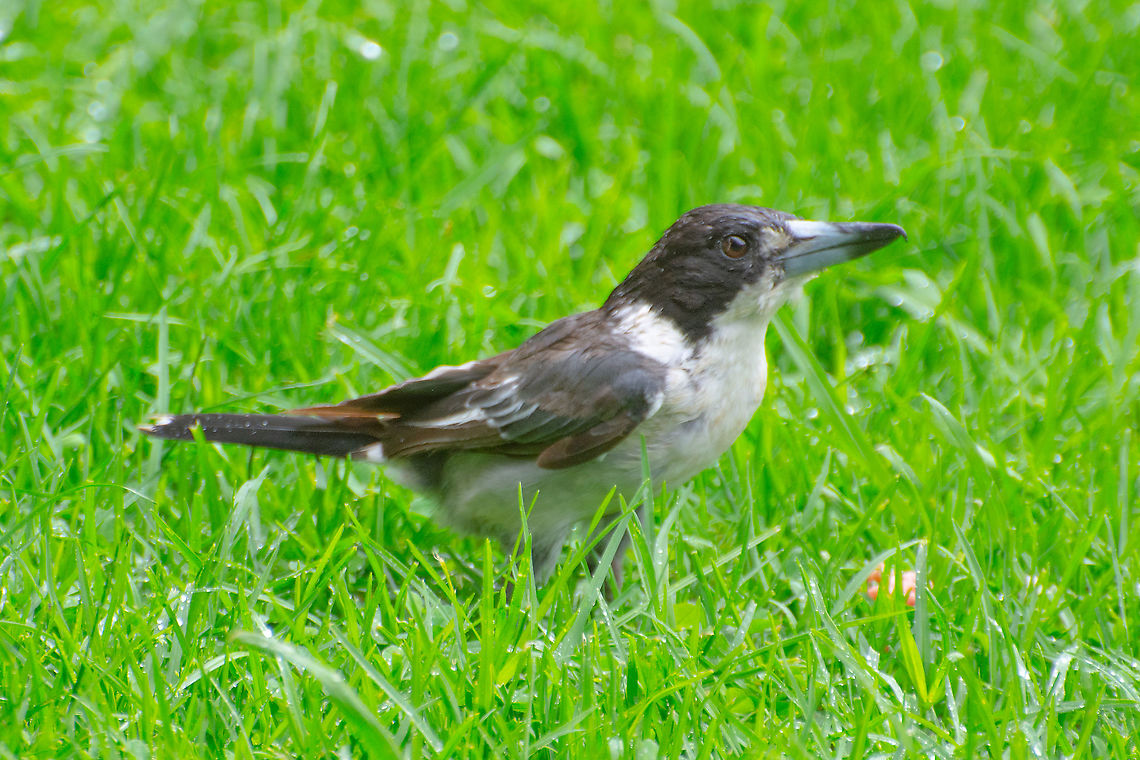 Grey Butcher Bird Braving the wet Australia,Cracticus torquatus,Geotagged,Grey Butcherbird,Summer,grey butcher bird