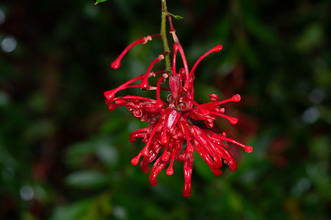 Red Grevillea A cultivar I believe - Lady O Grevillea