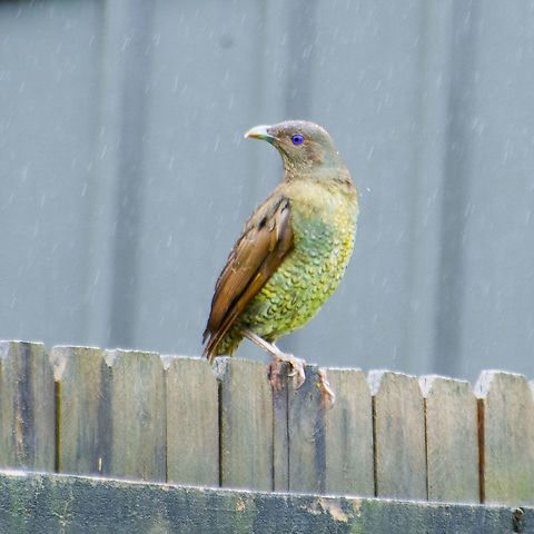 Female Satin Bowerbird Summer shower Australia,Geotagged,Ptilonorhynchus violaceus,Satin Bowerbird,Summer