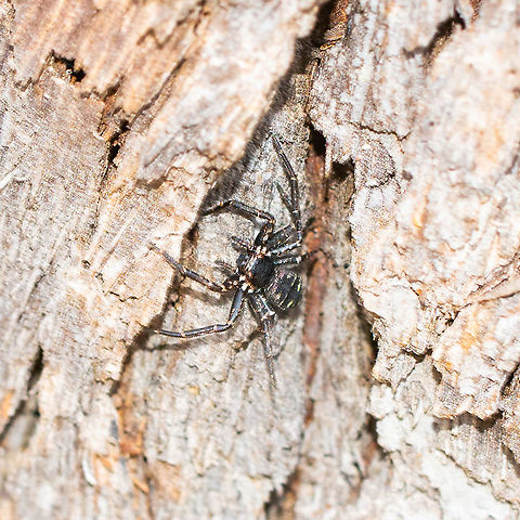 A Garden Wolf Spider I believe this may be Tasmanicosa godeffroyi - a garden wolf spider. The Garden Wolf Spider is large and strongly patterned in grey, brown and white with a black underside. They have large eyes with which they locate their prey. Their characteristic eye formation is four large eyes arranged in a square on top of the head with four smaller eyes in a row at the front. Australia,Bowen Mountain NSW,Garden Wolf Spider,Geotagged,Summer,Tasmanicosa godeffroyi