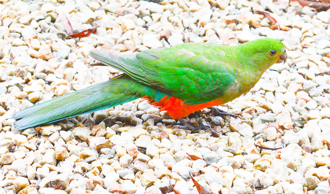 Female King Parrot Differs from male as it has a green breast and head. Thigh and underbelly are more orange than red. Alisterus scapularis,Australia,Australian king parrot,Geotagged,Summer