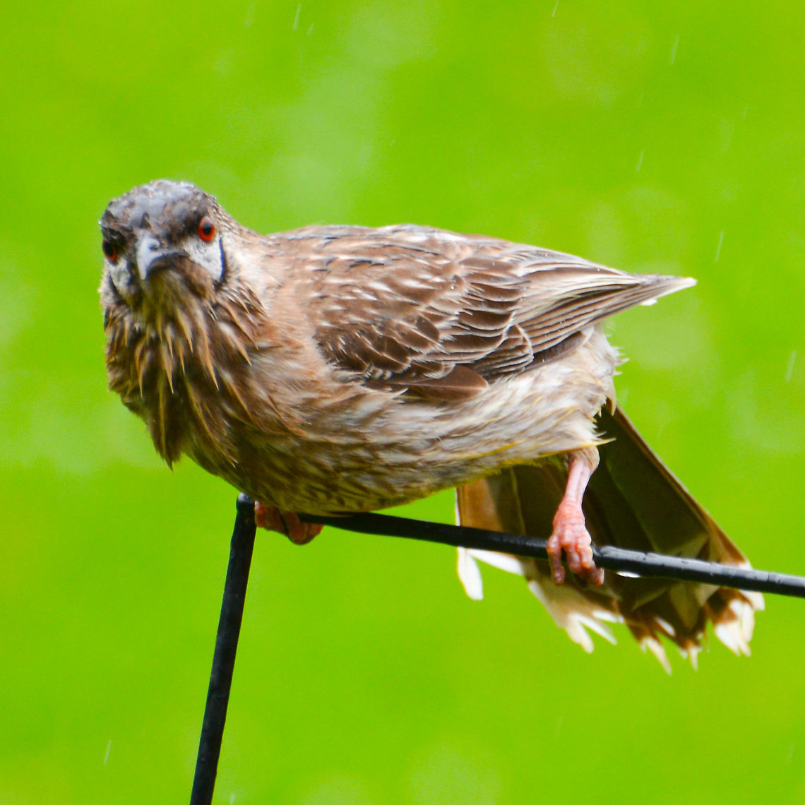 Red Wattlebird Wet and bedraggled. Just love the eyes and the &#039;hand&#039; Anthochaera carunculata,Australia,Geotagged,Red wattlebird,Summer