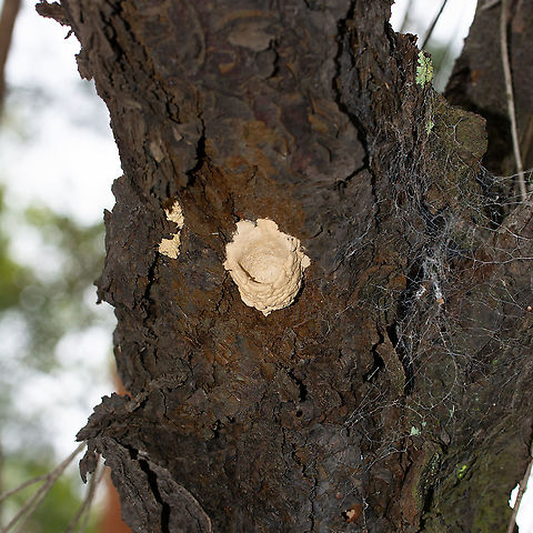 Under Construction The builder was away picking up supplies. A wasp ... Australia,Geotagged,Summer