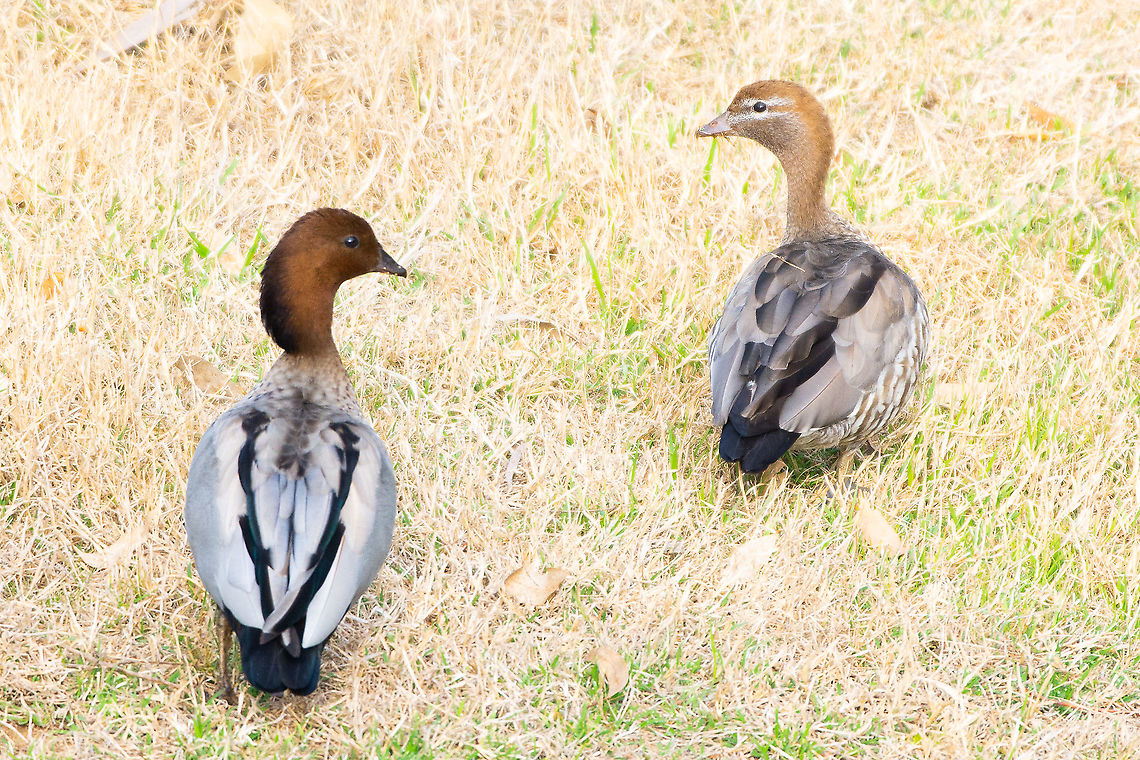 Australian Wood Ducks Male and female wood ducks Australia,Australian Wood Duck,Chenonetta jubata,Geotagged,Spring