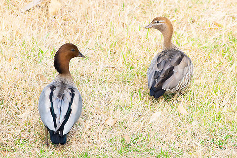 Australian Wood Ducks Male and female wood ducks Australia,Australian Wood Duck,Chenonetta jubata,Geotagged,Spring