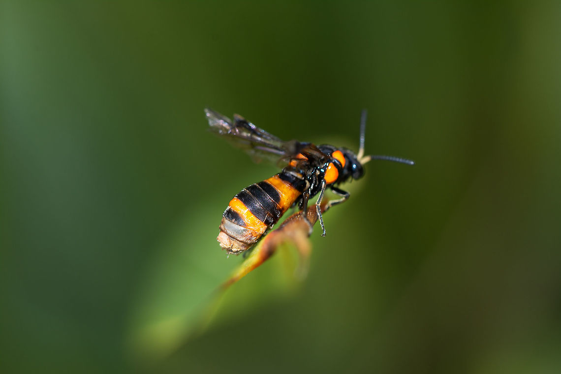 Bottlebrush Sawfly - female Focusing on the rear. What is happening. Australia,Bottlebrush sawfly,Geotagged,Pterygophorus cinctus,Summer