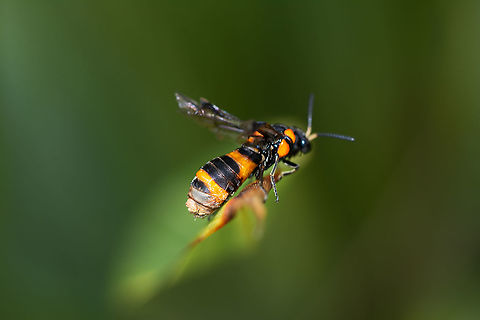 Bottlebrush Sawfly - female Focusing on the rear. What is happening. Australia,Bottlebrush sawfly,Geotagged,Pterygophorus cinctus,Summer
