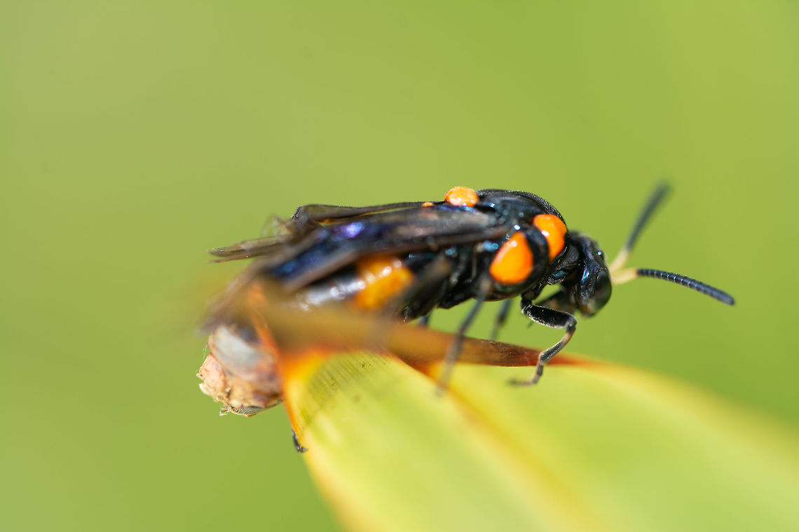 Bottlebrush Sawfly - female Took a lot to find the name of this insect. What&#039;s happening at the rear? I believe it is a fungus Australia,Bottlebrush sawfly,Geotagged,Pterygophorus cinctus,Summer