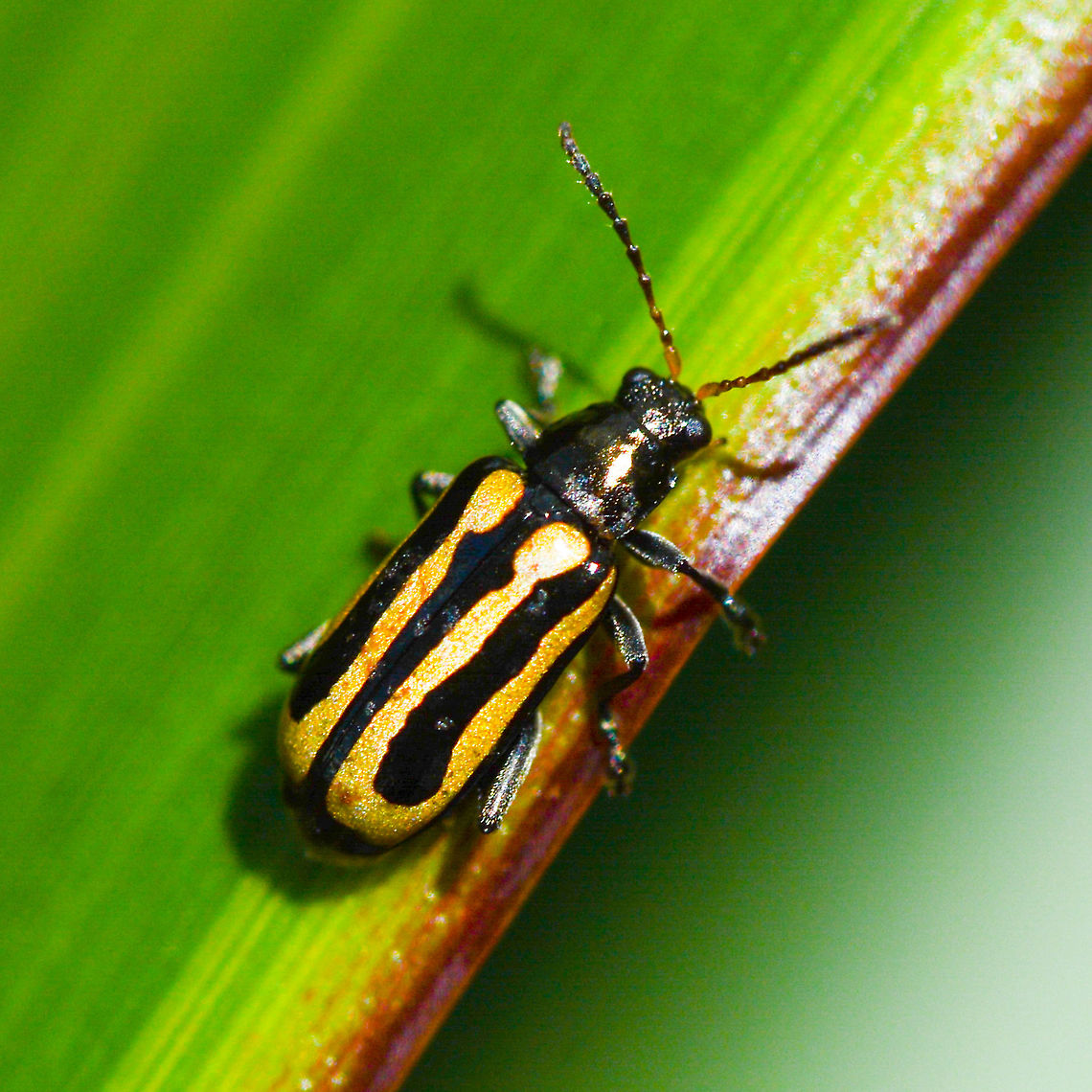 A striped beetle - Agasicles hygrophila Looked and looked but can't find Agasicles hygrophila,Alligator weed flea beetle,Australia,Geotagged,Summer
