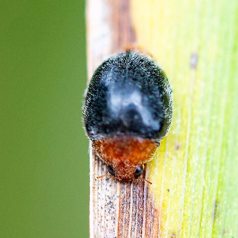 Paropsis 
 Australia,Geotagged,Paropsis albae,Paropsisterna cloelia,Summer,hazelbrook