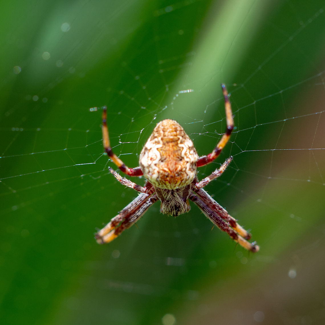 Garden Orb Weaving Spider Unlike some other spiders which construct a web and stay in it both day and night, Garden Orb-weavers remove the web at dawn each day, and construct a new one each night. The reason for this is predator avoidance.<br />
<a href="https://www.minibeastwildlife.com.au/resources/garden-orb-weavers/" rel="nofollow">https://www.minibeastwildlife.com.au/resources/garden-orb-weavers/</a> Australia,Australian garden orb weaver spider,Eriophora transmarina,Geotagged,Summer