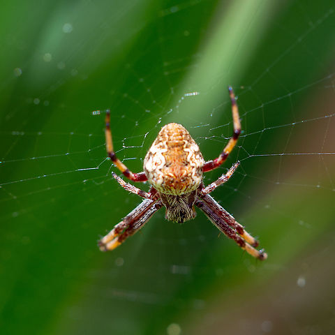 Garden Orb Weaving Spider Unlike some other spiders which construct a web and stay in it both day and night, Garden Orb-weavers remove the web at dawn each day, and construct a new one each night. The reason for this is predator avoidance.
https://www.minibeastwildlife.com.au/resources/garden-orb-weavers/ Australia,Australian garden orb weaver spider,Eriophora transmarina,Geotagged,Summer