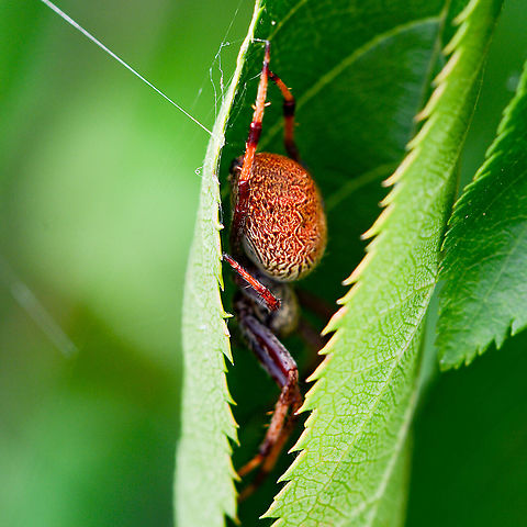 Curly Cover Garden Orb Weaver ? Australia,Geotagged,Summer