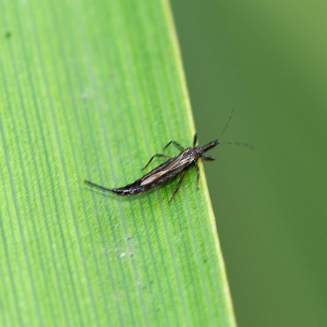 Phlaeothripidae  Australia,Geotagged,Haplothrips subtilissimus