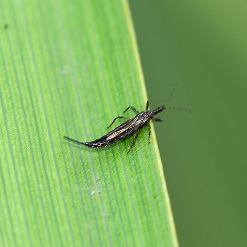 Phlaeothripidae  Australia,Geotagged,Haplothrips subtilissimus