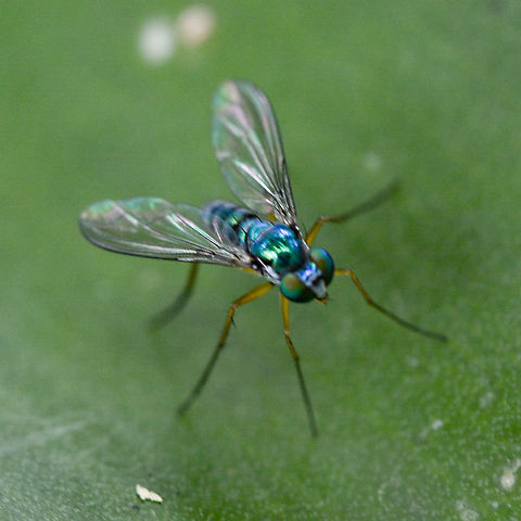 Austrosciapus Connexus Small iridescent green long legged fly Australia,Condylostylus patibulatus,Geotagged,Long-legged Emerald Fly,Summer,austrosciapus connexus