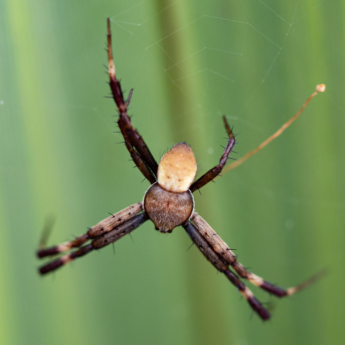 St Andrew's Cross Spider - Male - Seven Legs Males are much smaller and with sombre colours, mostly dark brown, sometimes reddish, sometimes yellow. The shape of the cephalothorax is much the same as the female&#039;s, but the abdomen is smaller and roughly triangular. The habit of pairing the legs and the white &quot;armbands&quot; on the forelegs are shared by both the male and the female. Argiope keyserlingi,Geotagged,St Andrew's Cross Spider,St Andrews Cross Spider,Winter