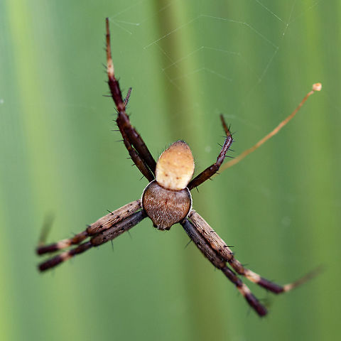 St Andrew's Cross Spider - Male - Seven Legs Males are much smaller and with sombre colours, mostly dark brown, sometimes reddish, sometimes yellow. The shape of the cephalothorax is much the same as the female's, but the abdomen is smaller and roughly triangular. The habit of pairing the legs and the white "armbands" on the forelegs are shared by both the male and the female. Argiope keyserlingi,Geotagged,St Andrew's Cross Spider,St Andrews Cross Spider,Winter