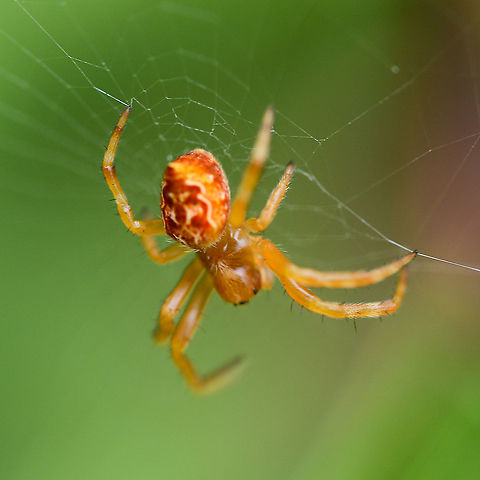 Garden Orb Weaver  Australia,Australian garden orb weaver spider,Eriophora transmarina,Geotagged,Summer
