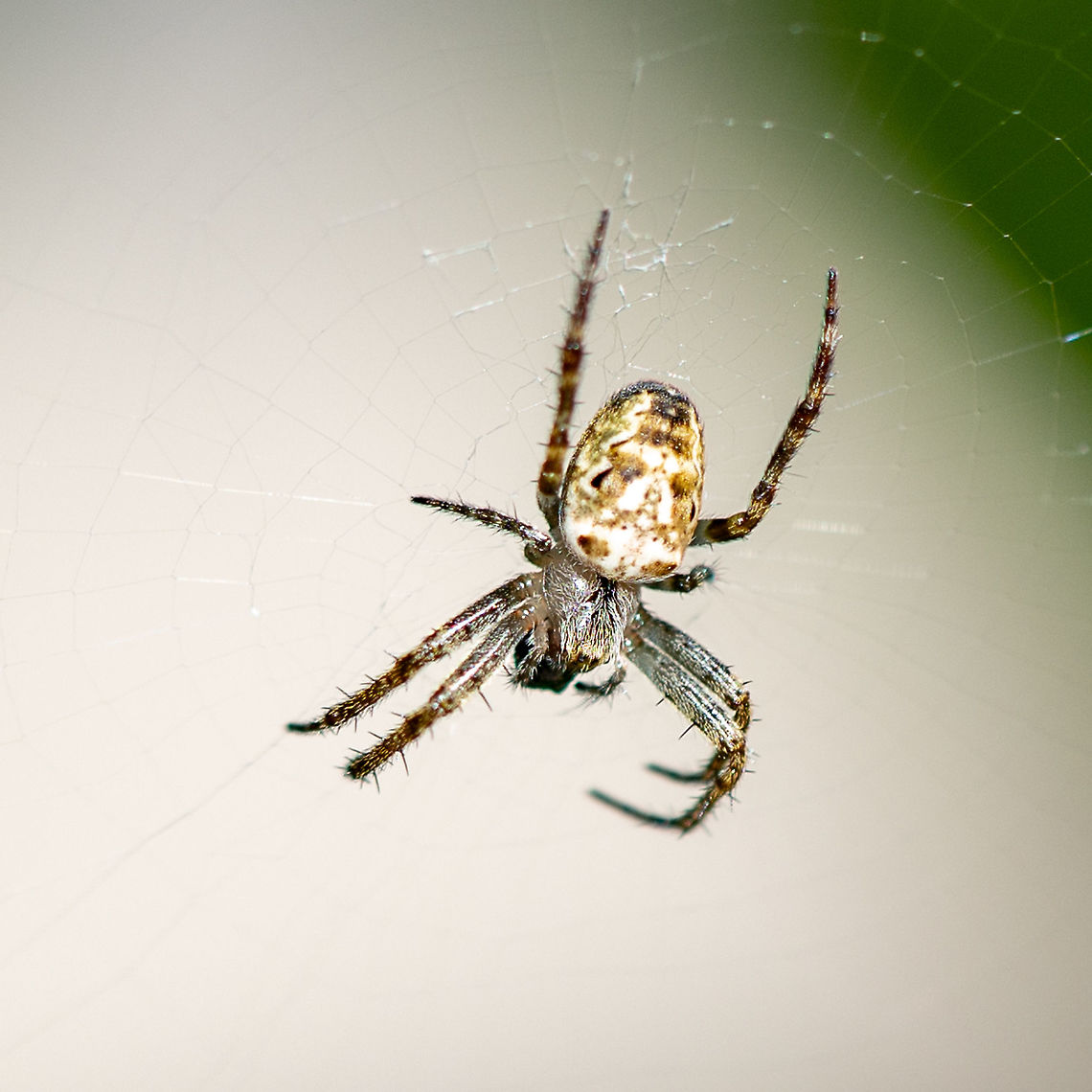 Eastern Grass Orb Weaver Marble like. Australia,Eastern Grass Orb-weaver,Geotagged,Plebs eburnus,Summer